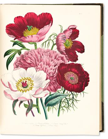 Loudon, Jane Wells Webb (1807-1858) The Ladies Flower Garden of: Ornamental Bulbous Plants [and] Ornamental Perennials.
